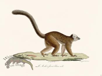 Cuvier 379 The White-Faced Maki